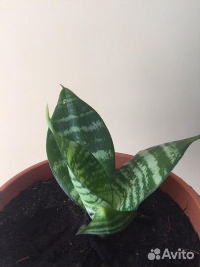 Сансевиерия Ханни