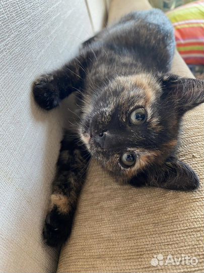 Трёхцветка на счастье