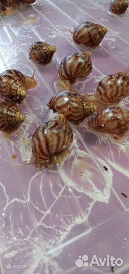 Улитки Ахатины