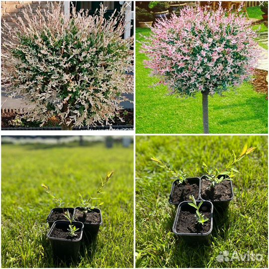 Ива Хакуро Нишики