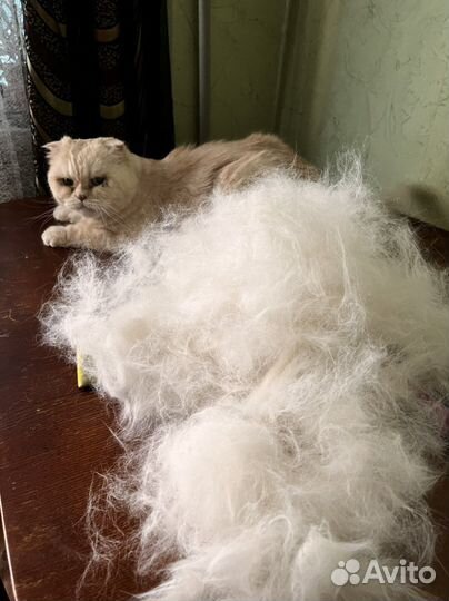 Кошачий пух