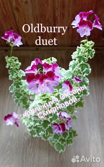 Герань пеларгония