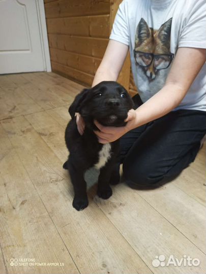 Щенки Лабрадор