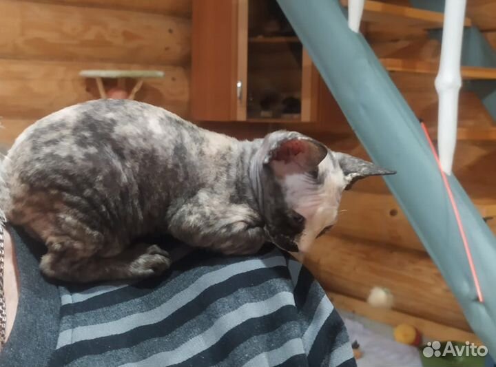 Донской сфинкс котята