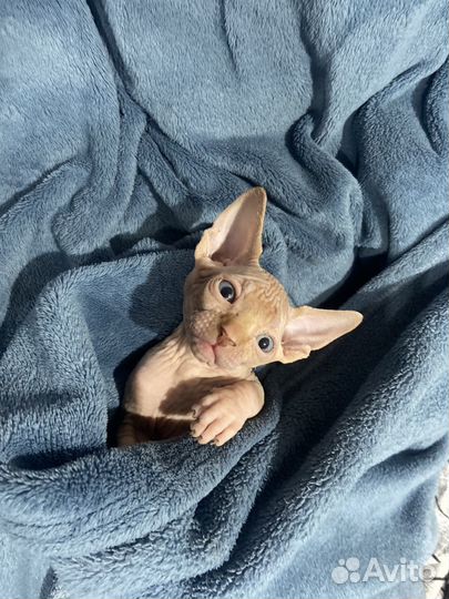 Канадский сфинкс котенок