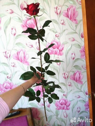 Розы домашние Курские