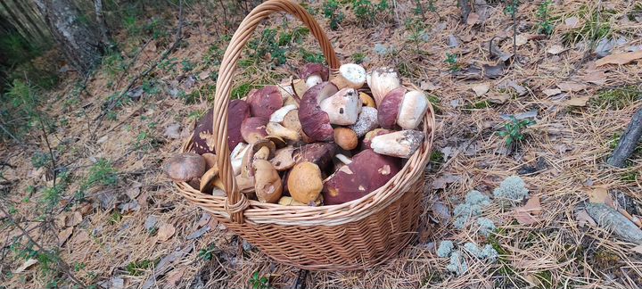 Дача 50 м² на участке 8 сот.