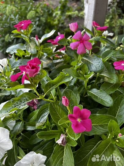 Катарантус