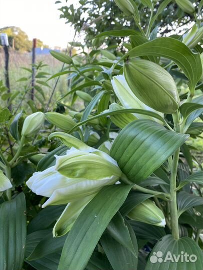 Букет из лилий