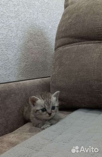 Британская