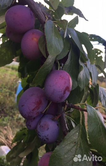 Саженцы темной сливы Венгерка