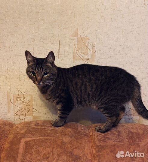 Кошка