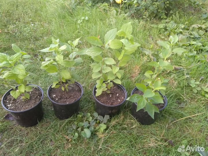 Чубушник (Садовый жасмин)