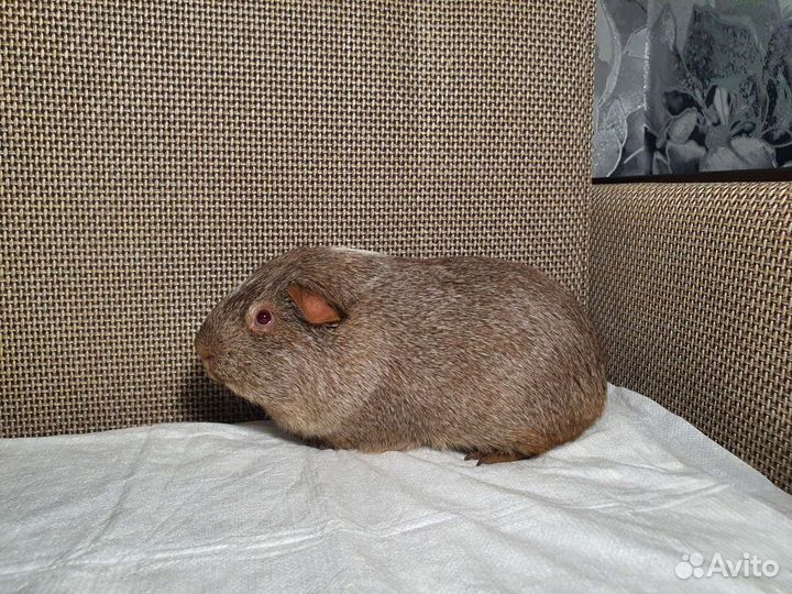 Морская свинка