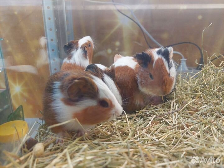 Морская свинка