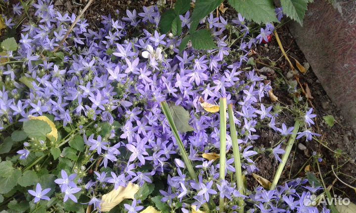 Рассада многолетних цветов