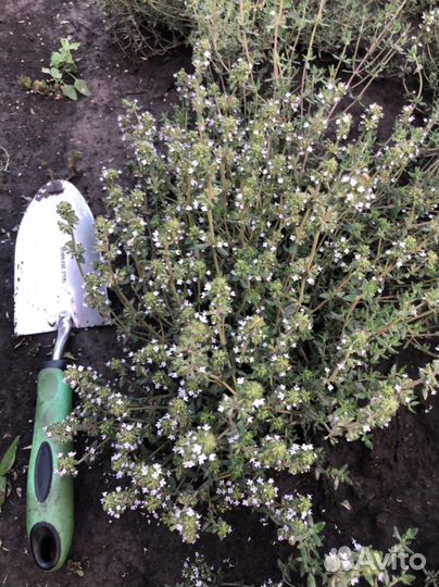 Тимьян (чабрец)