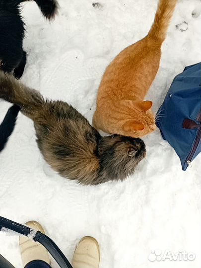Коты и кошки