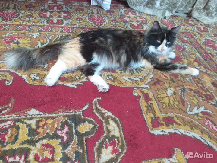 Котята в добрые руки бесплатно