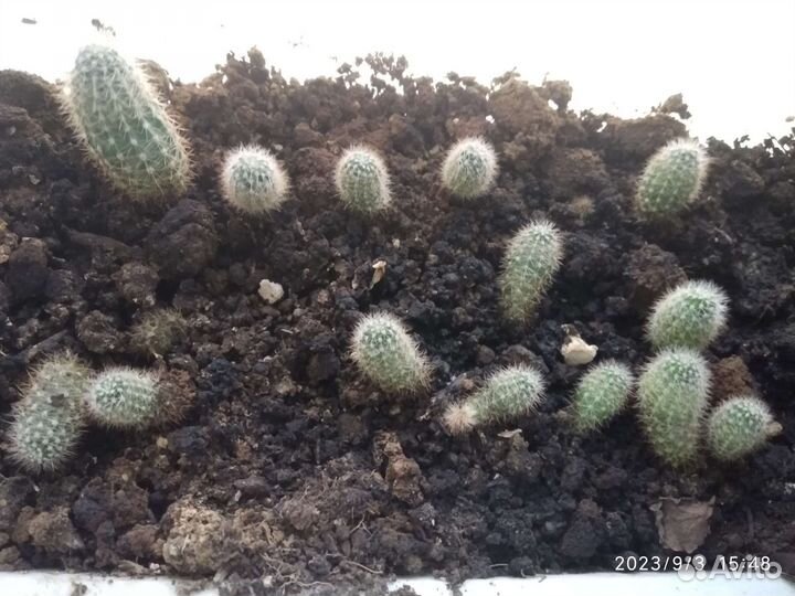 Каланхое декоративное,кактусята