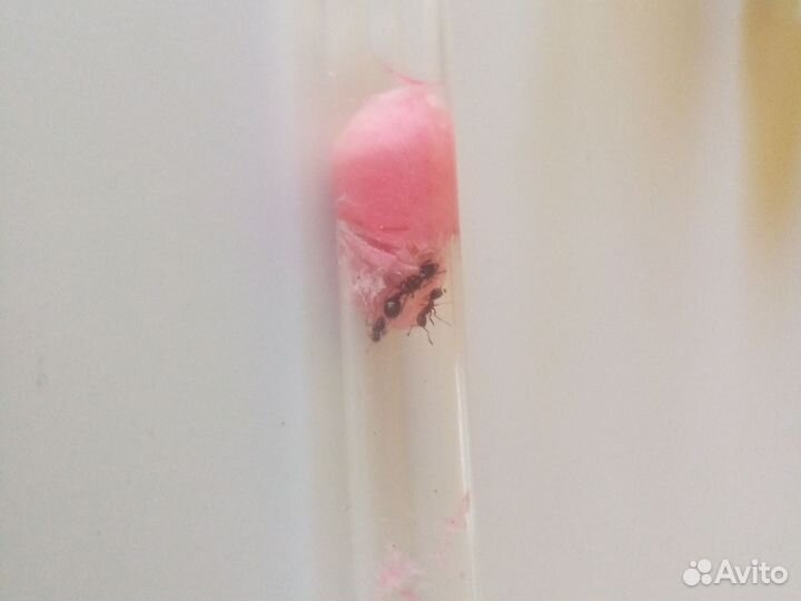 Формикарий, матка, муравьинная ферма, муравьи