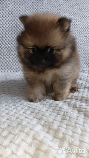 Щенки шпица