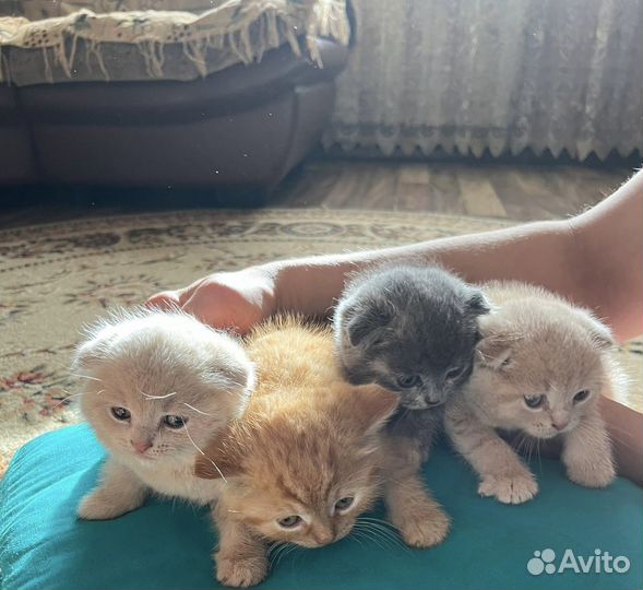 Шотландские котята