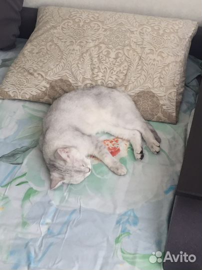 Шотландская кошка