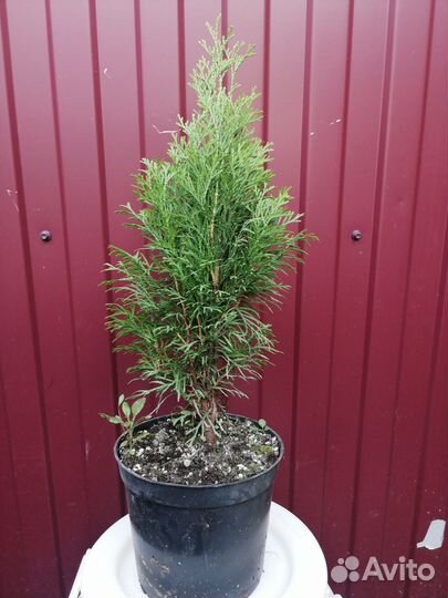 Хвойные и декоративные растения