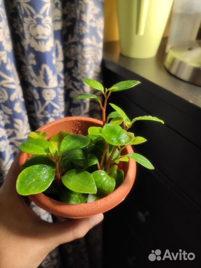 Домашние цветы: пеперомии, каллизия