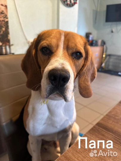 Щенки бигль