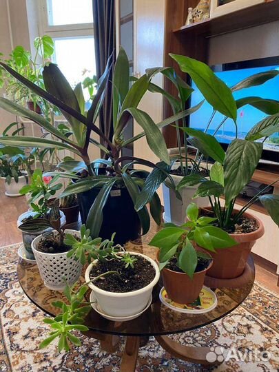 Комнатные цветы