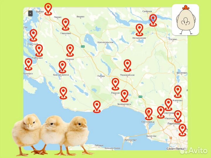 Подрощенные цыплята бройлера