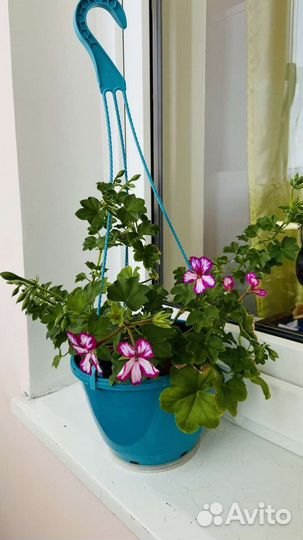 Плющелистная пеларгония с новым горшком