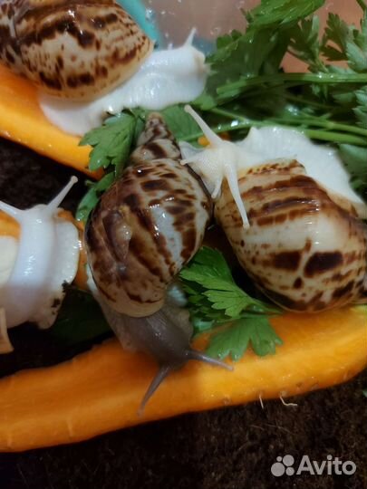 Улитки ахатины