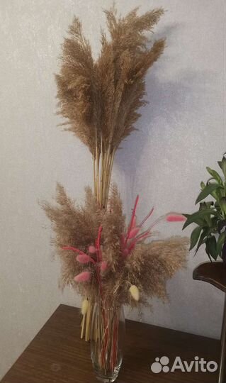 Сухоцвет, Пампасная трава