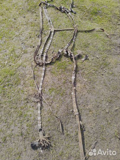 Шлея для лошади, сбруя