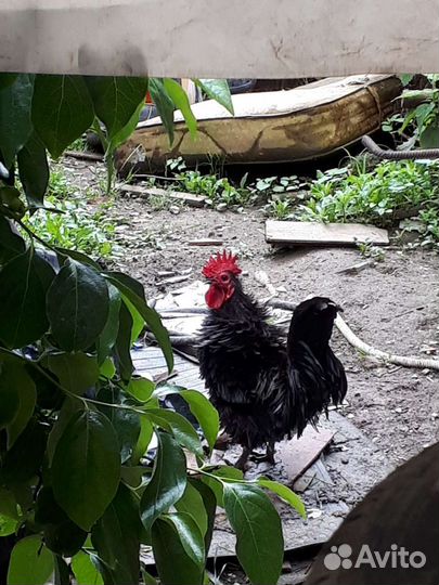 Куры,утки,индюшата,цыплята, инкубационное яицо