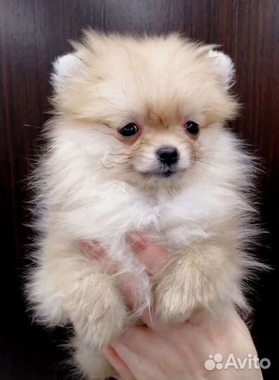 Померанский шпиц медвежьего типа