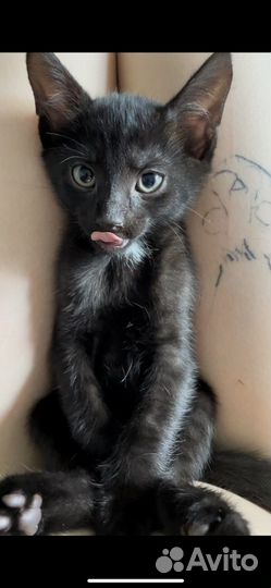 Котята бесплатно