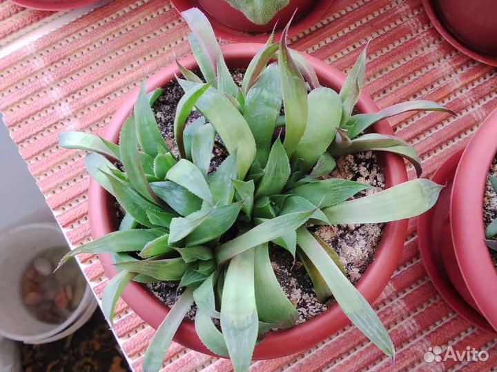 Суккуленты