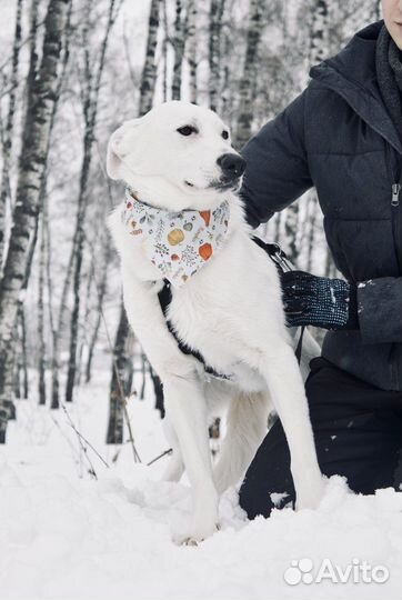 Молодой сильный ласковый Юкки томится в приюте