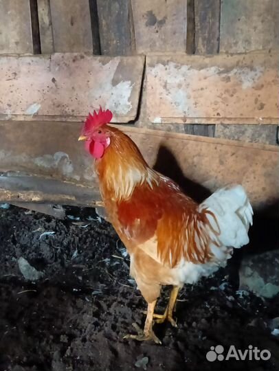 Молодые петухи