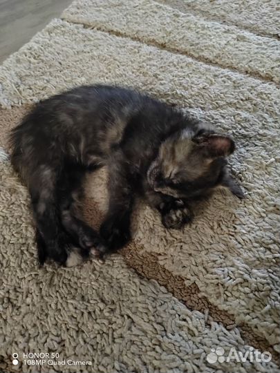 Котята от домашней кошки