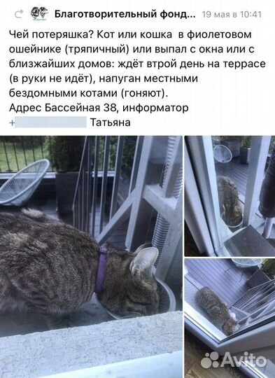 Котик ищет своих мам и пап