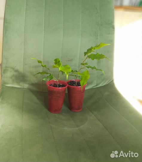 Фикус бенджамина