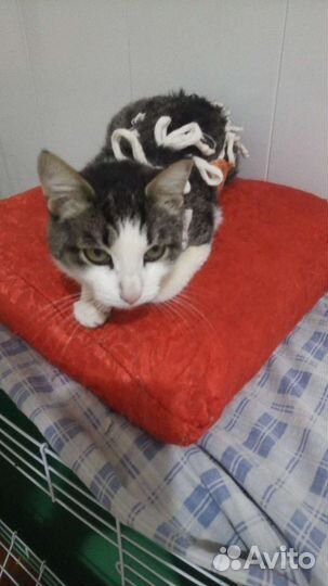 Милая кошечка Даша