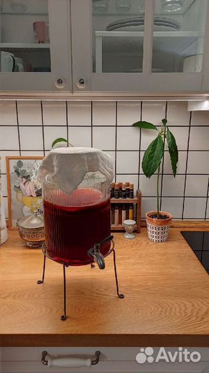 Чайный гриб (Комбуча)