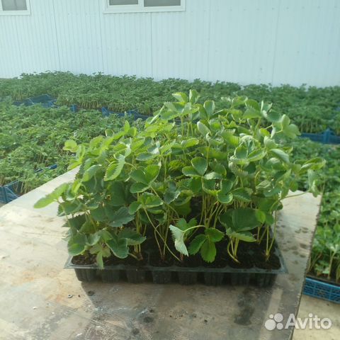 Рассада клубники опт/розница