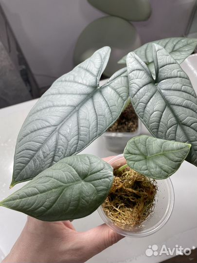 Алоказия ред грей